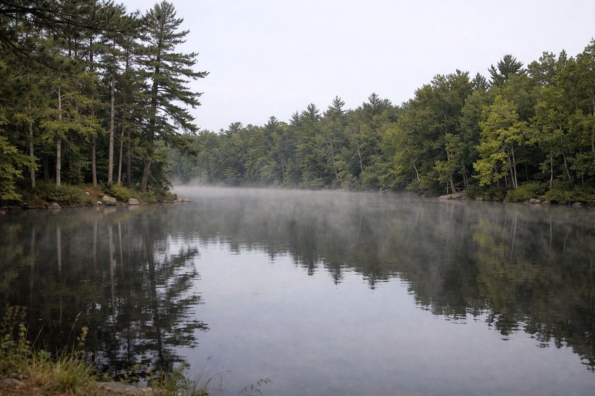 A calm forest pond with a wooded shoreline and light morning mist