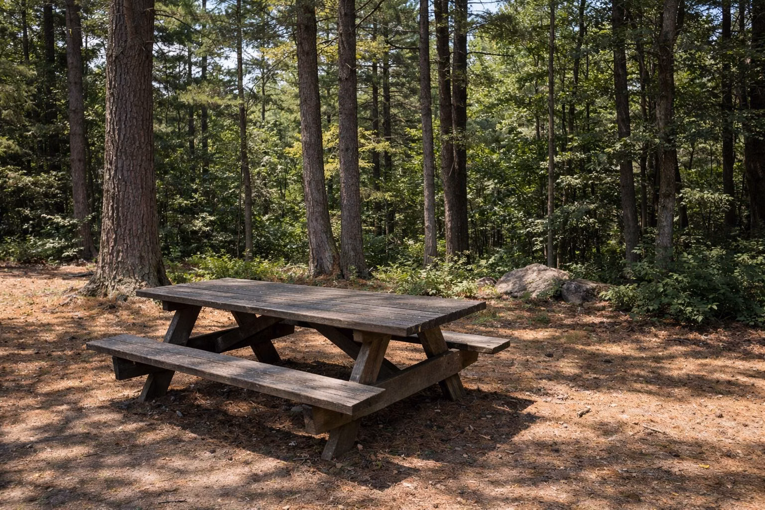 A wooden picnic table under tall white pines