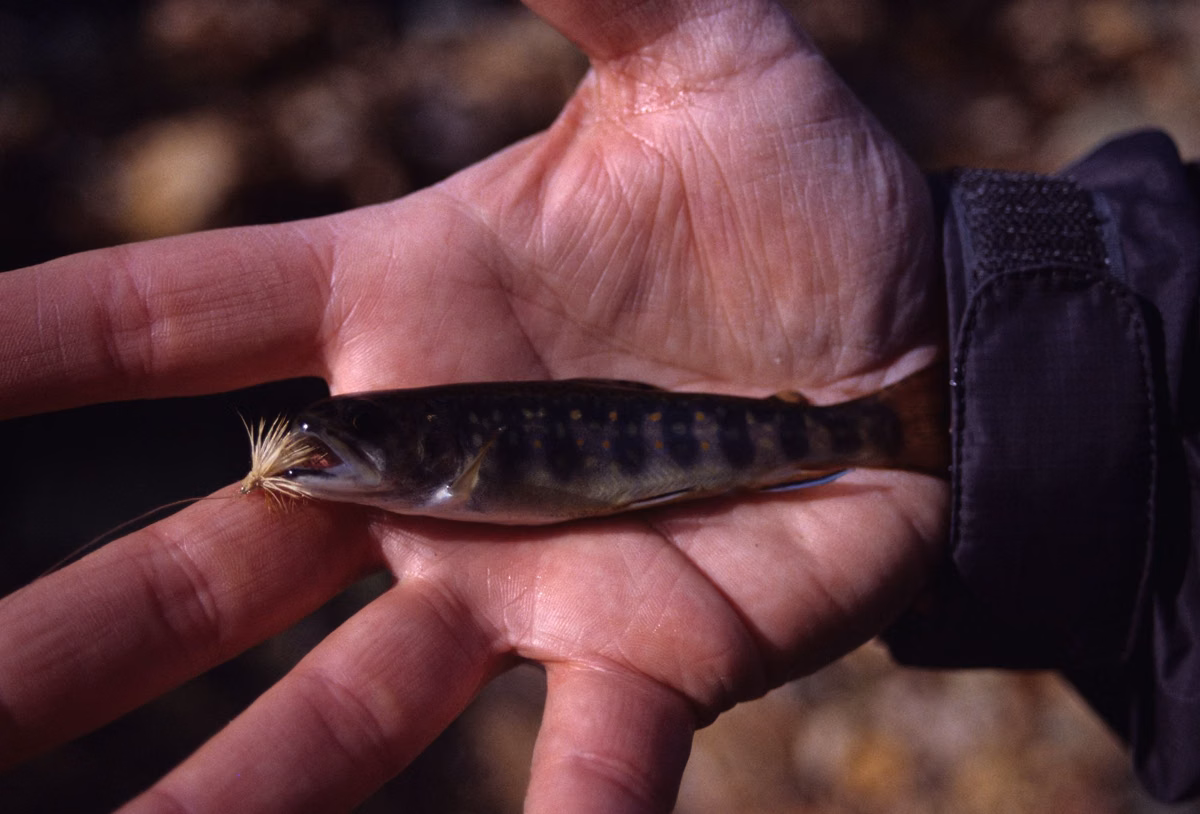 A small brook trout held in an angler's hand