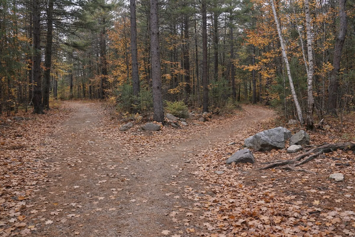 A fork in a wide leaf-covered forest trail