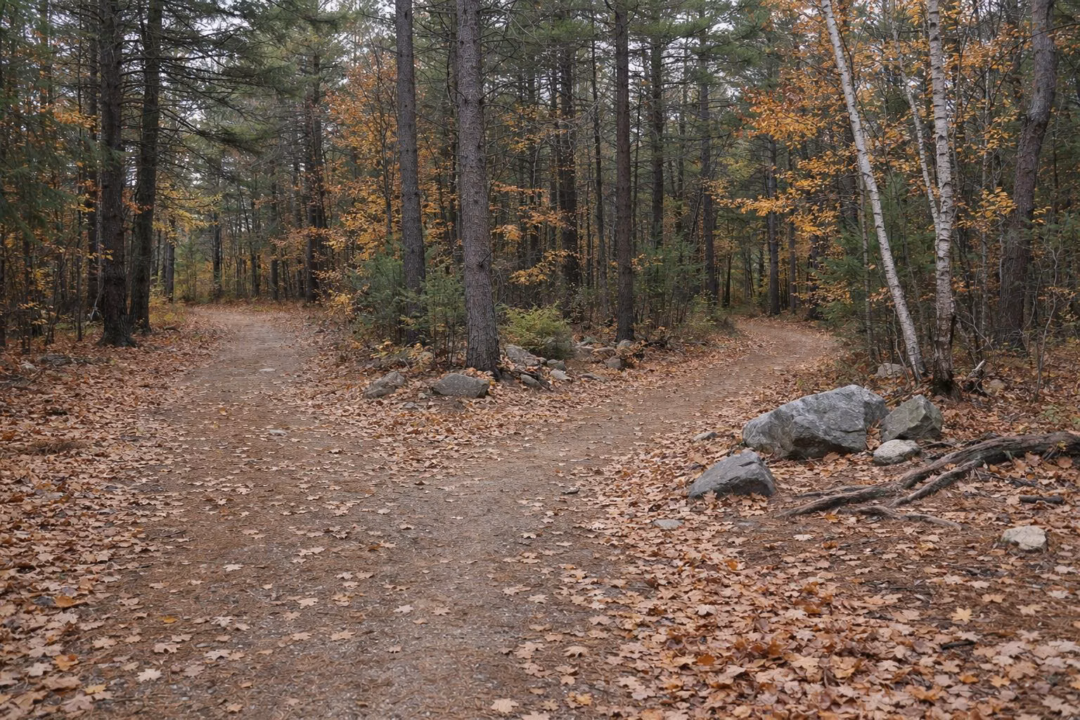 A fork in a wide leaf-covered forest trail
