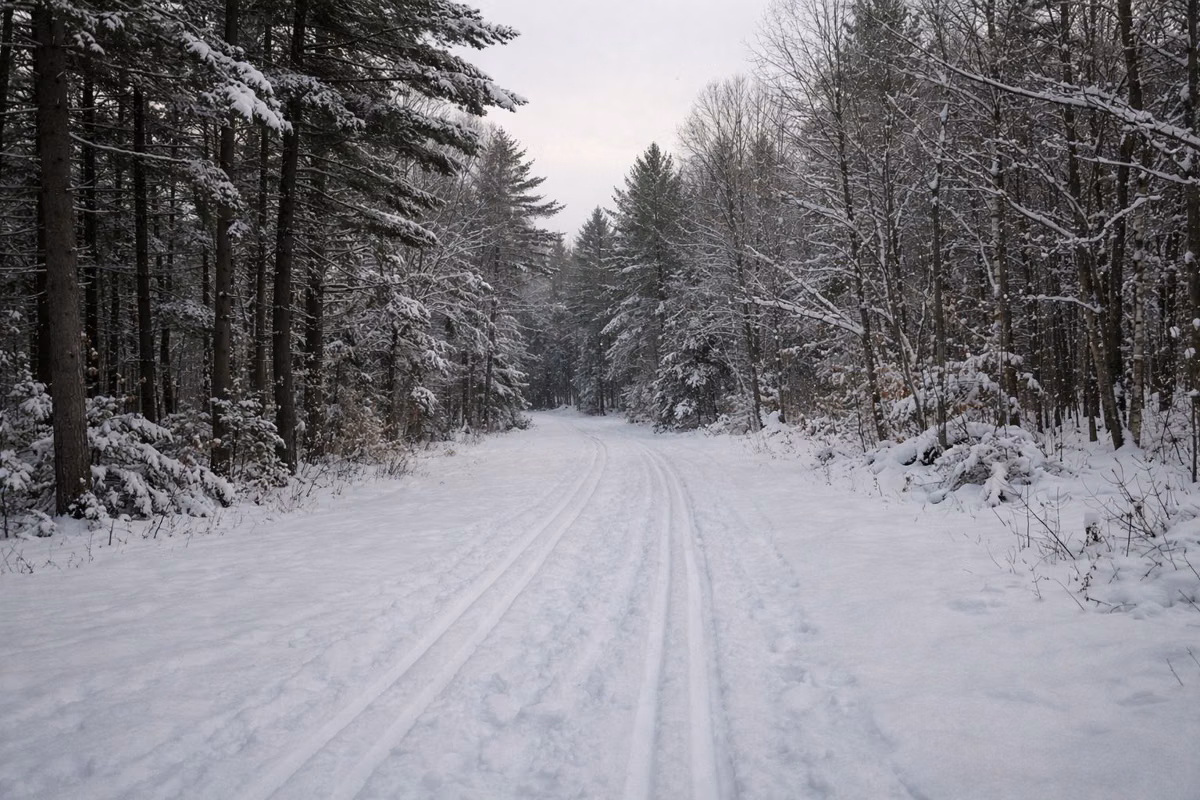 Ski tracks on a snowy trail through a pine forest